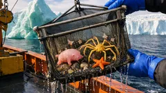 Sea pigs and sea spiders: what scientists found near Antarctica’s Denman Glacier